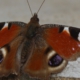 Vlinderles