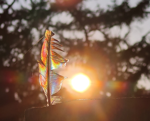 Feather of hope