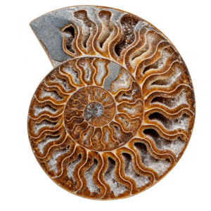 Ammoniet