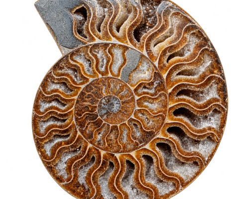 Ammoniet