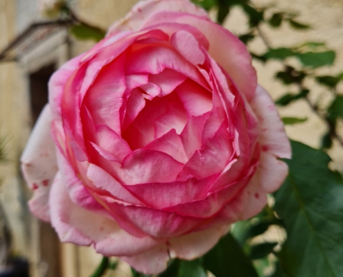 Roze Roos