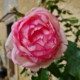 Roze Roos