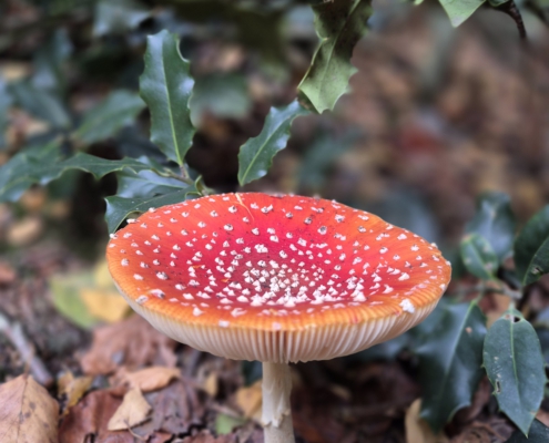 Vliegenzwam Herfst