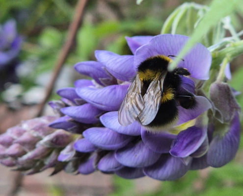 Hommel op Blauwe Regen