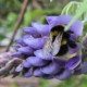 Hommel op Blauwe Regen
