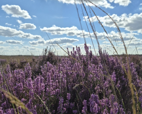 hollandse lucht en heide in bloei