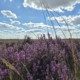 hollandse lucht en heide in bloei
